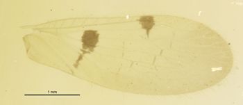 Media type: image;   Entomology 11935 Aspect: front wing